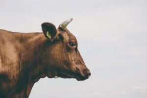 agriculture 1869792 1280 feed additive for poultry