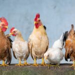 Poultry Products
